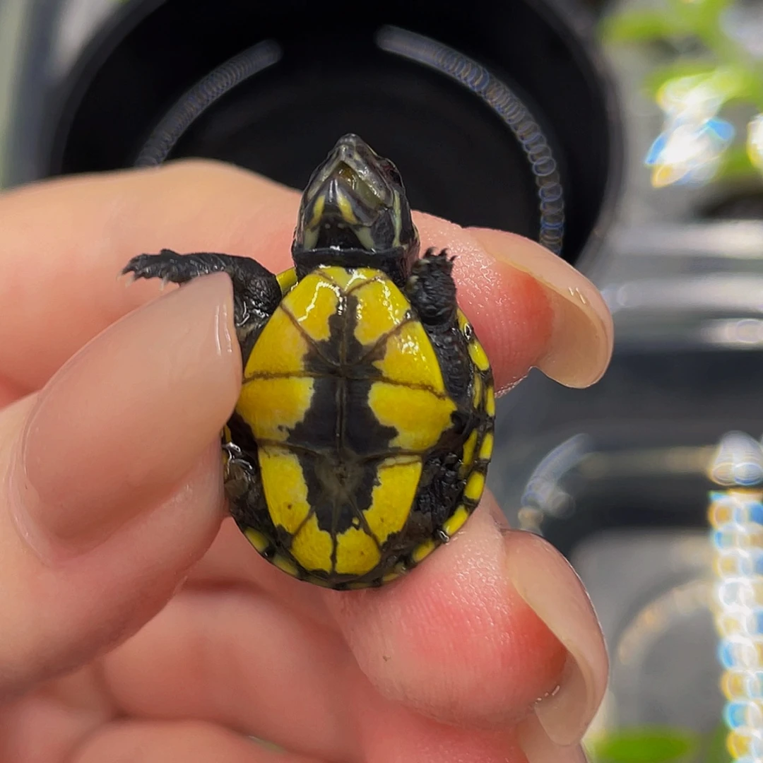 不分公母蛋龟4445555555