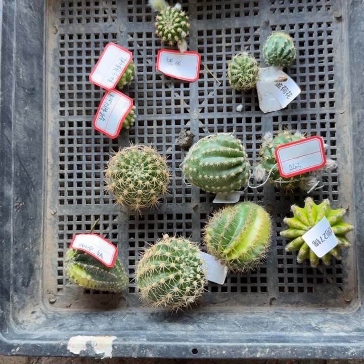 49混品种任意2个无根侧牙小斑伤，20包邮