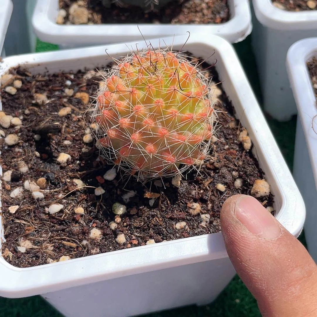 红娜丸仙人球带盆发货