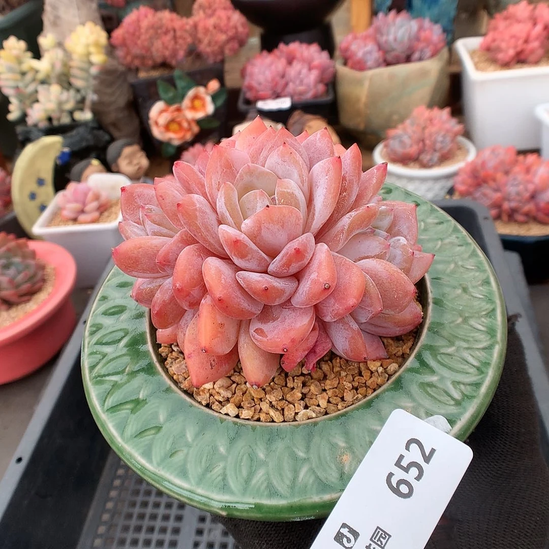 652雪天使多肉植物6663