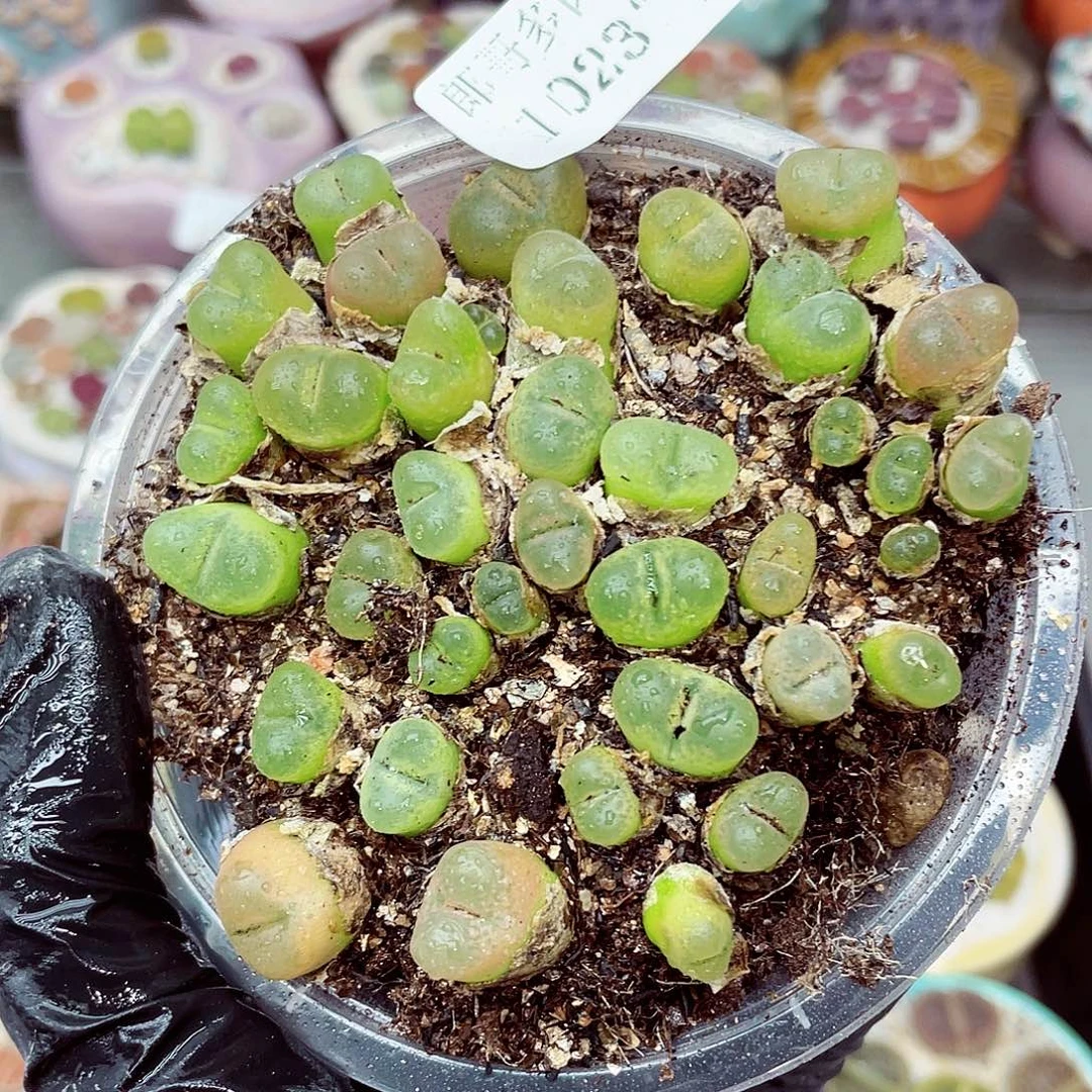 生石花满18包邮1023-219