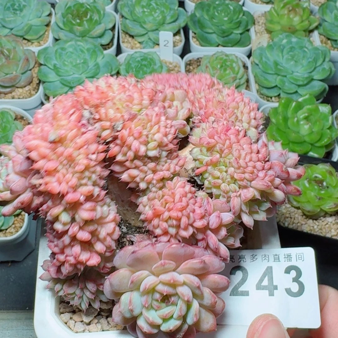 白胖子缀化            精美多肉植物