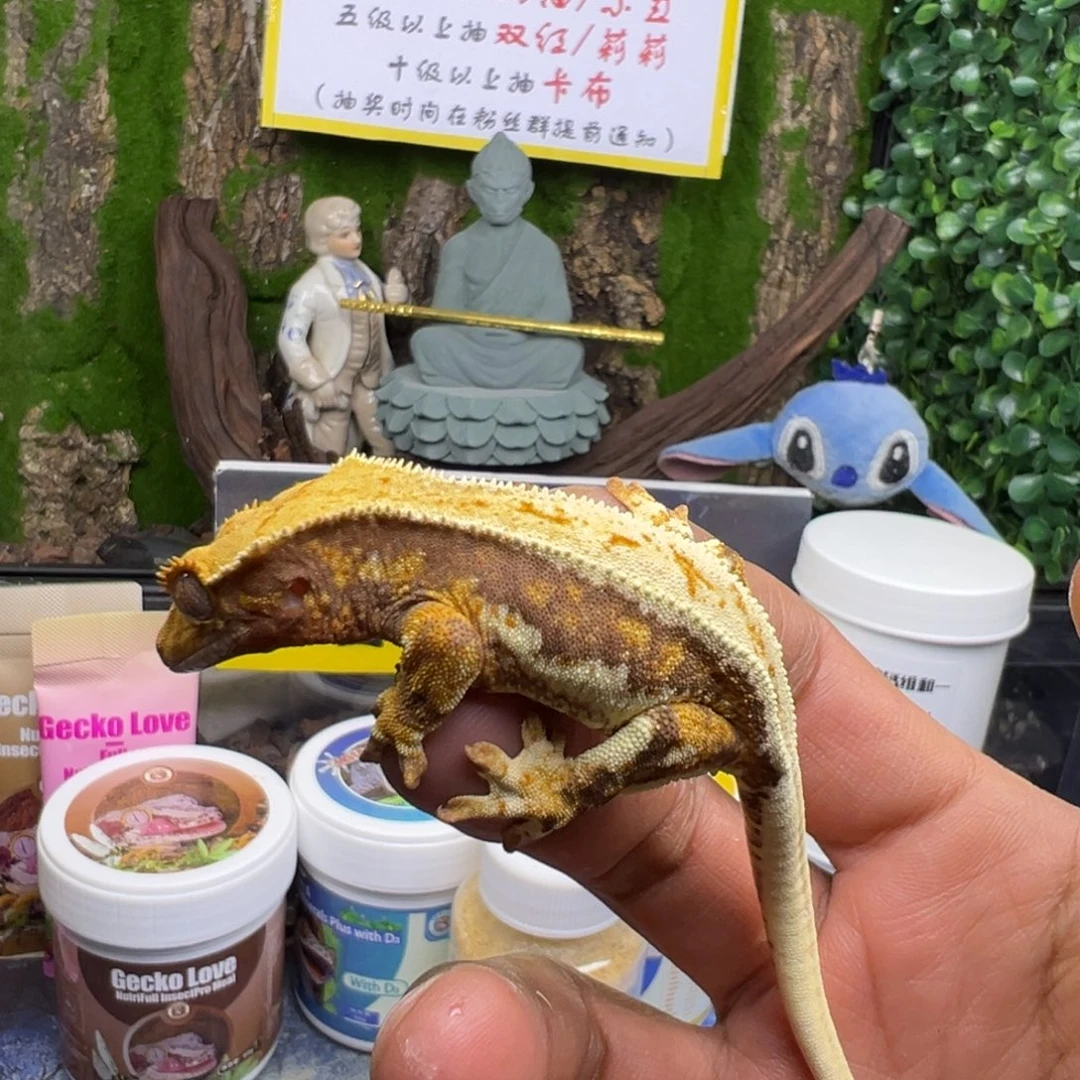 睫角守宫超黑底橙纹三色莉莉