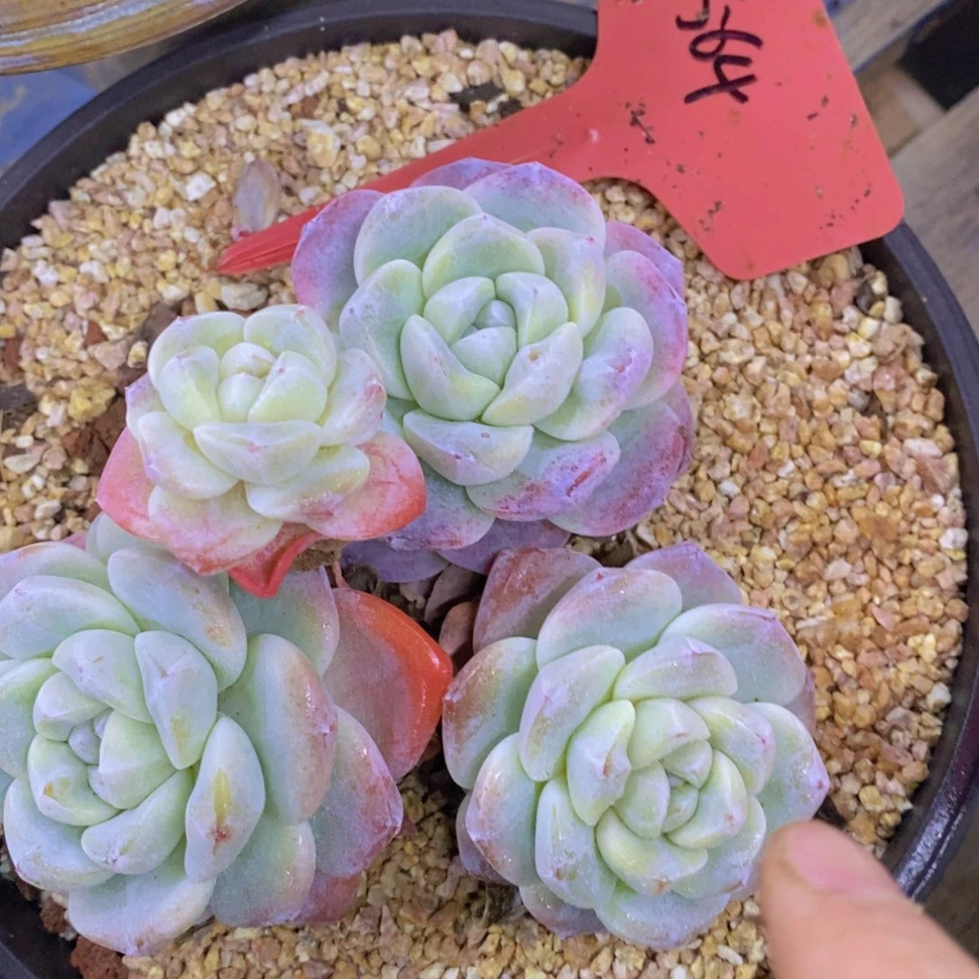 快乐至上，开心无价，一物一拍