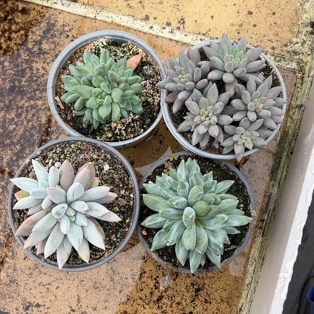 【闪购商品】组合4个