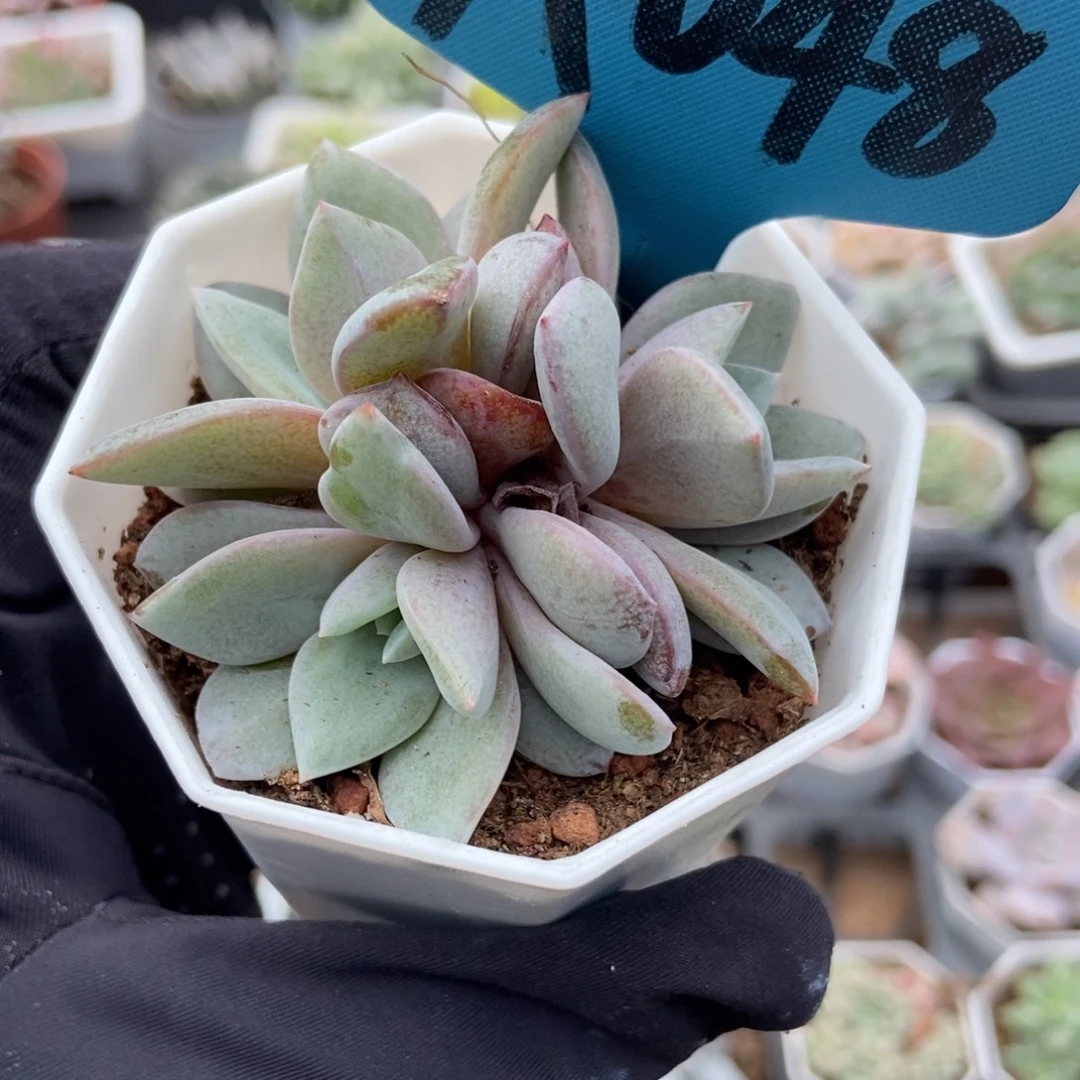048德国香槟多肉植物