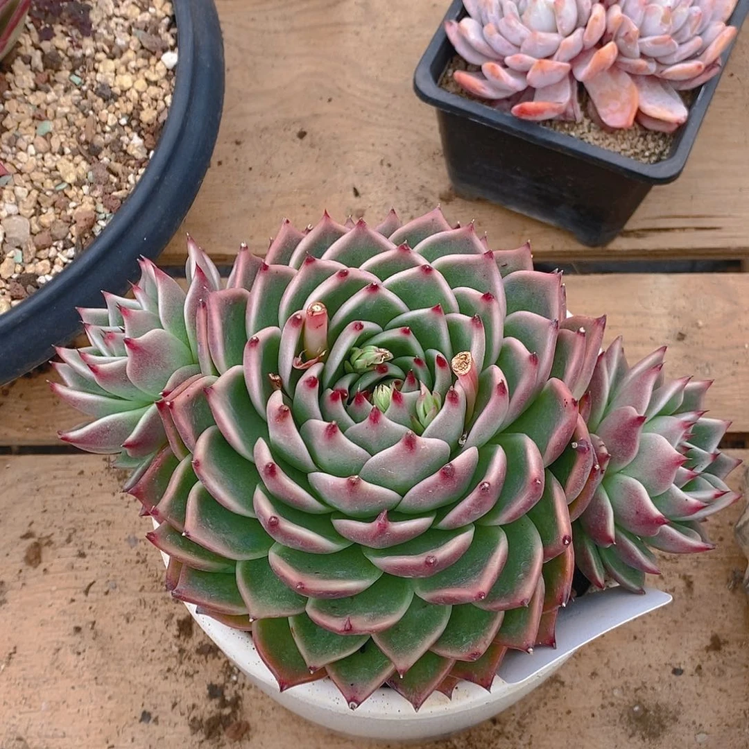 肉植物物大托斯龙