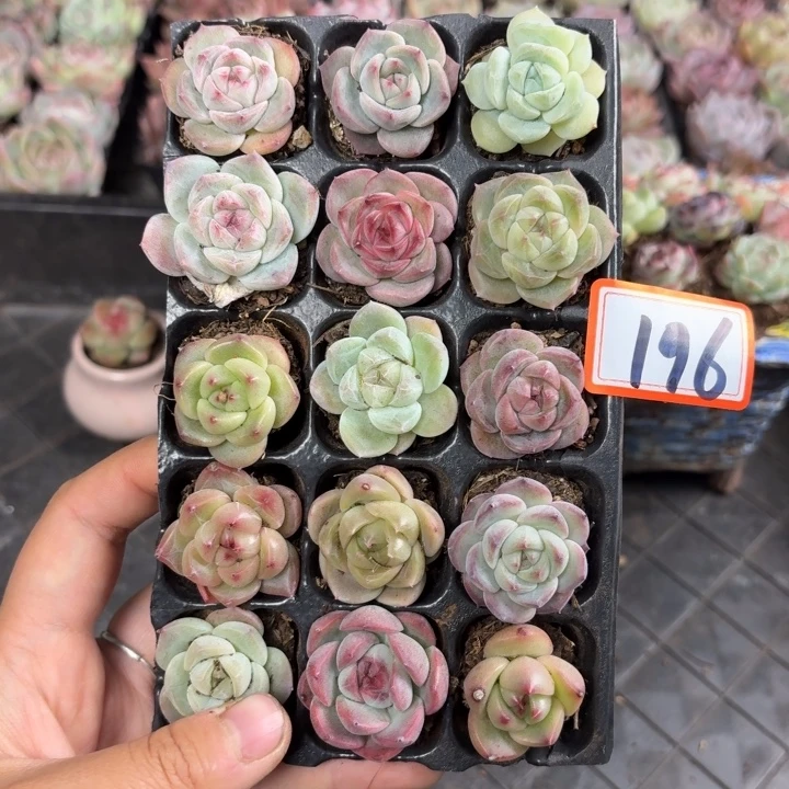 精品多肉直播一物一拍196