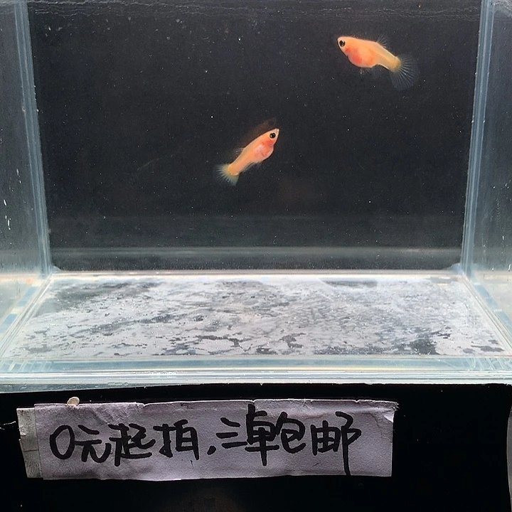 孔雀鱼黄金玻璃猫一对