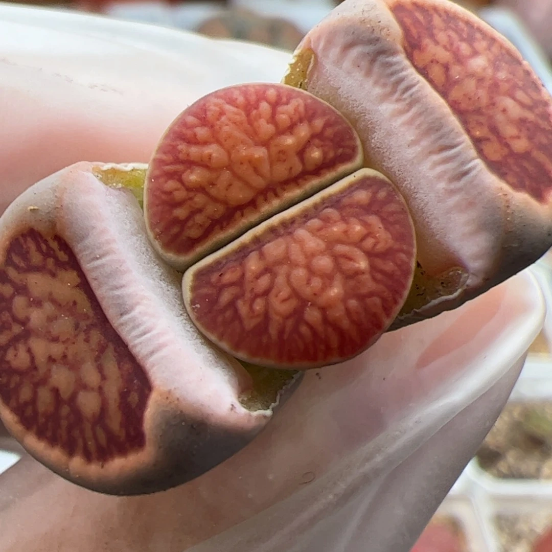 0740号红窗菊多肉植物