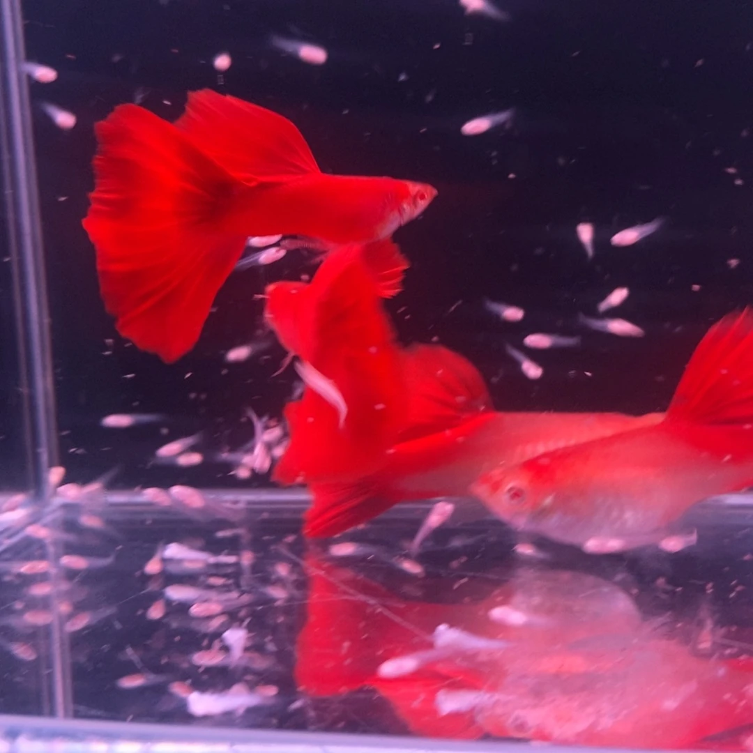 孔雀鱼美系大背血红2对