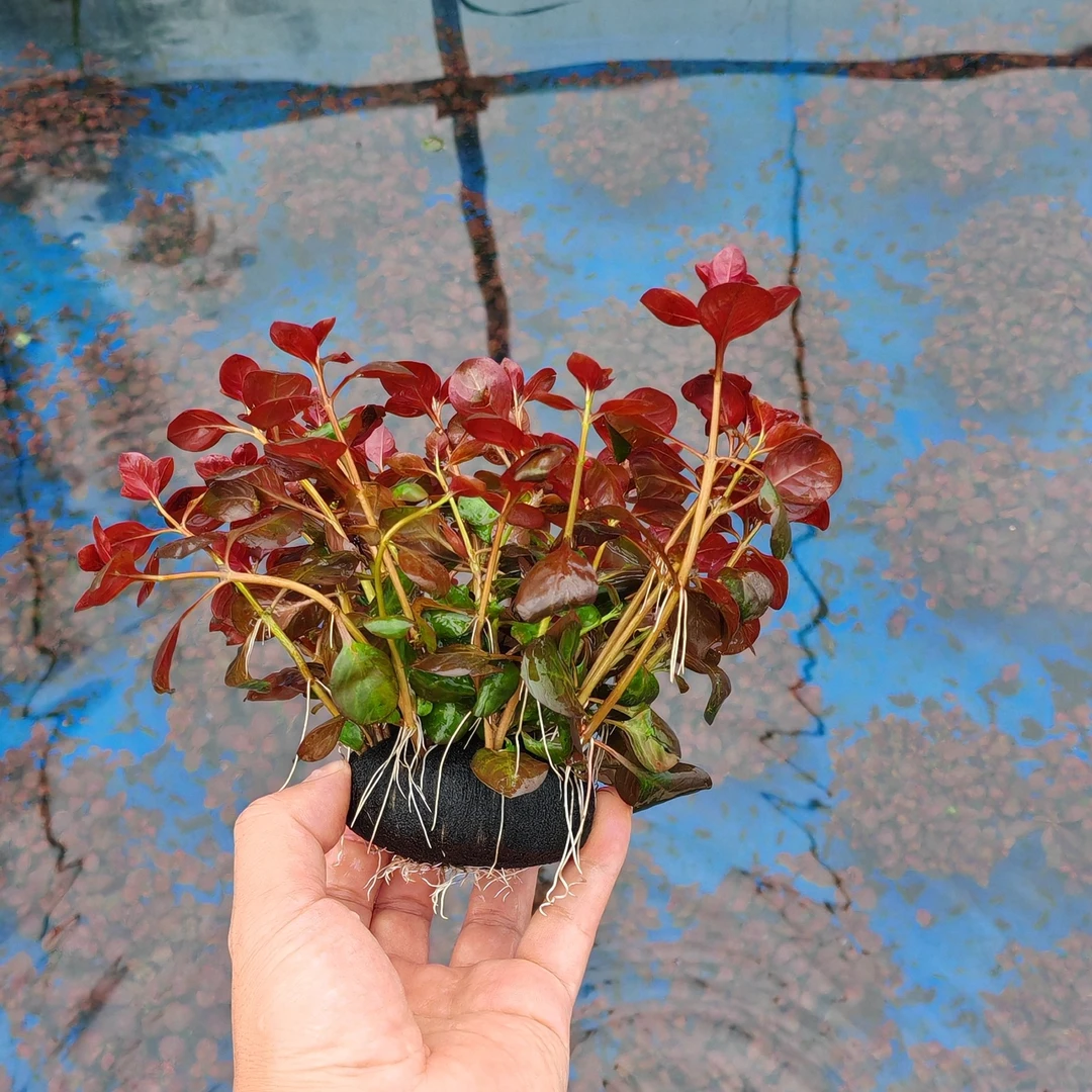 玫瑰丁香坨草鱼缸造景水草真植物