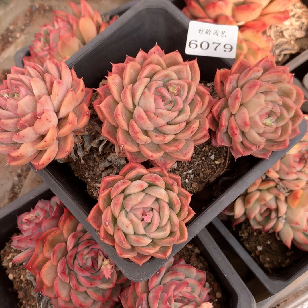 高**姐6079不包掉头整散特价处理