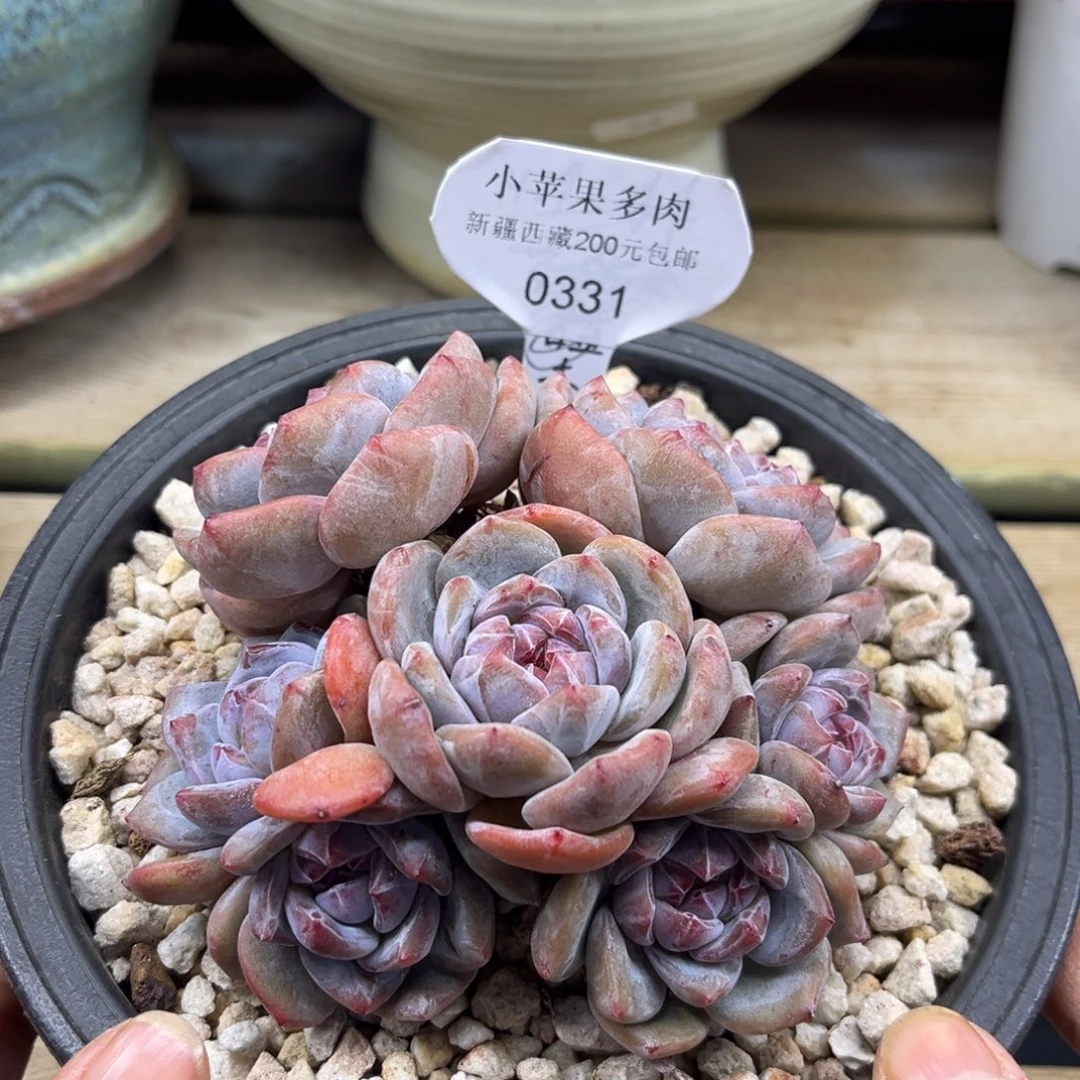 绿底紫心331/11cm7头