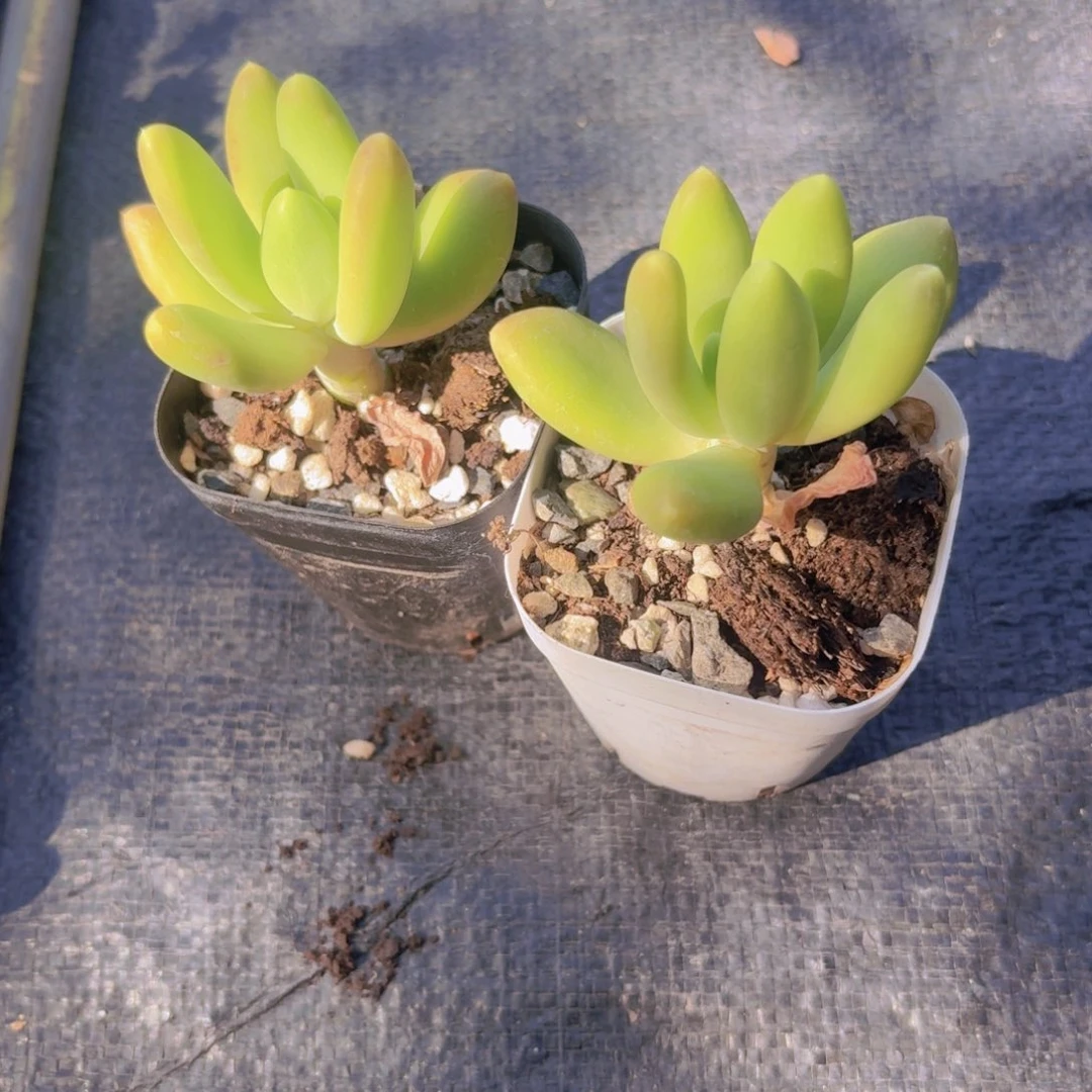 芒果奶2颗9.9多肉