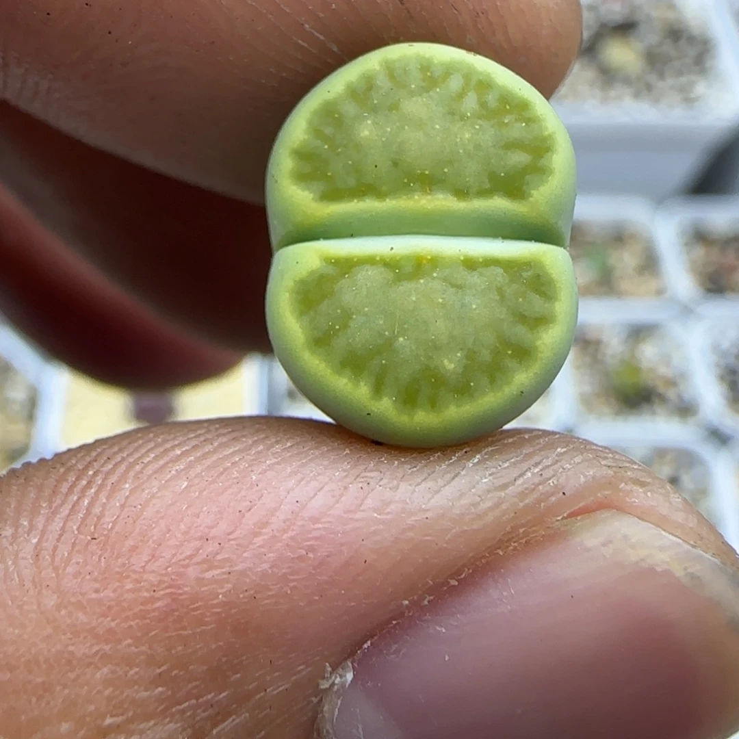 090 生石花大棚直播