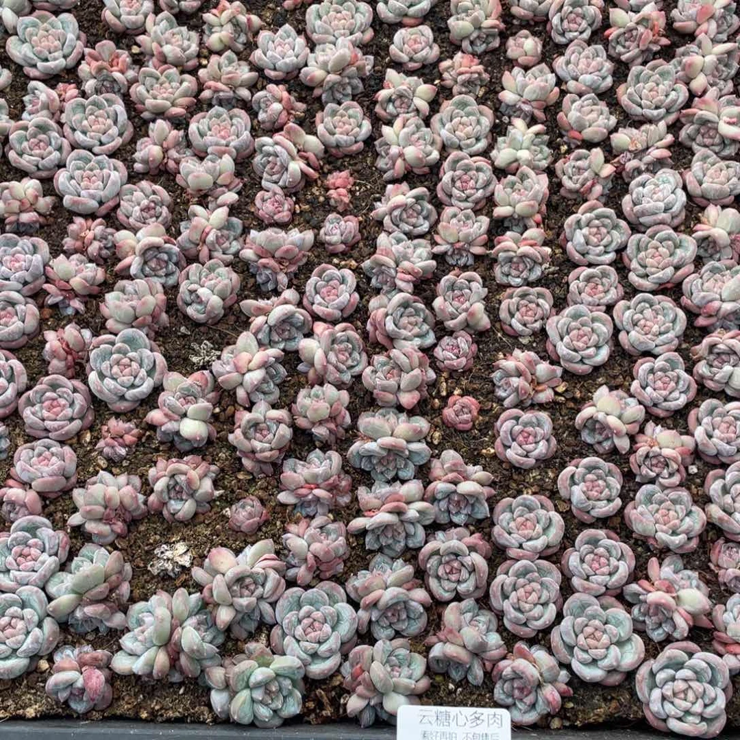 云糖心多肉植物89