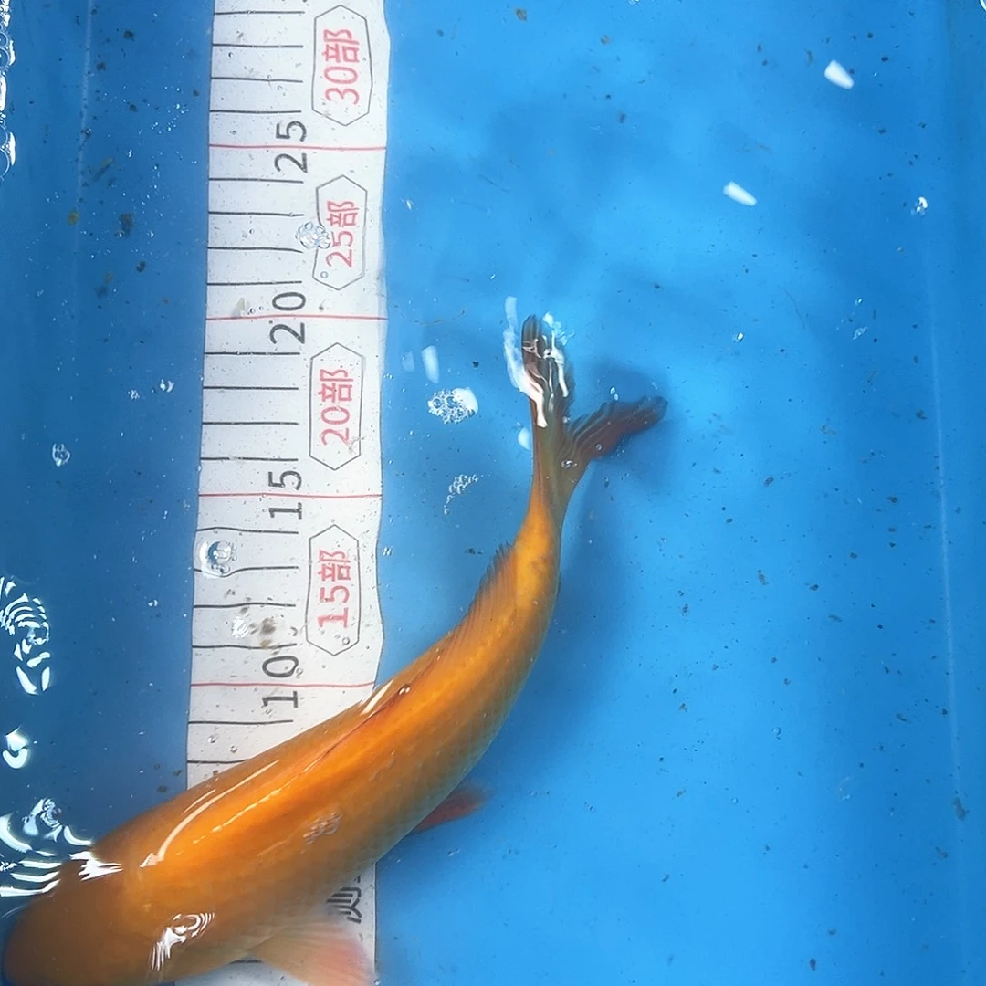 锦鲤鑫泓锦鲤养殖