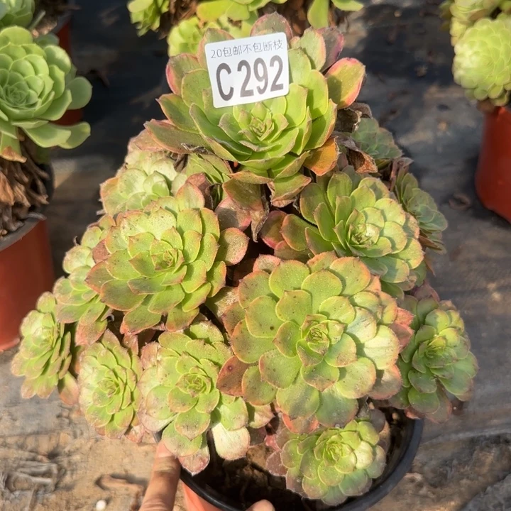烟花……多肉植物……