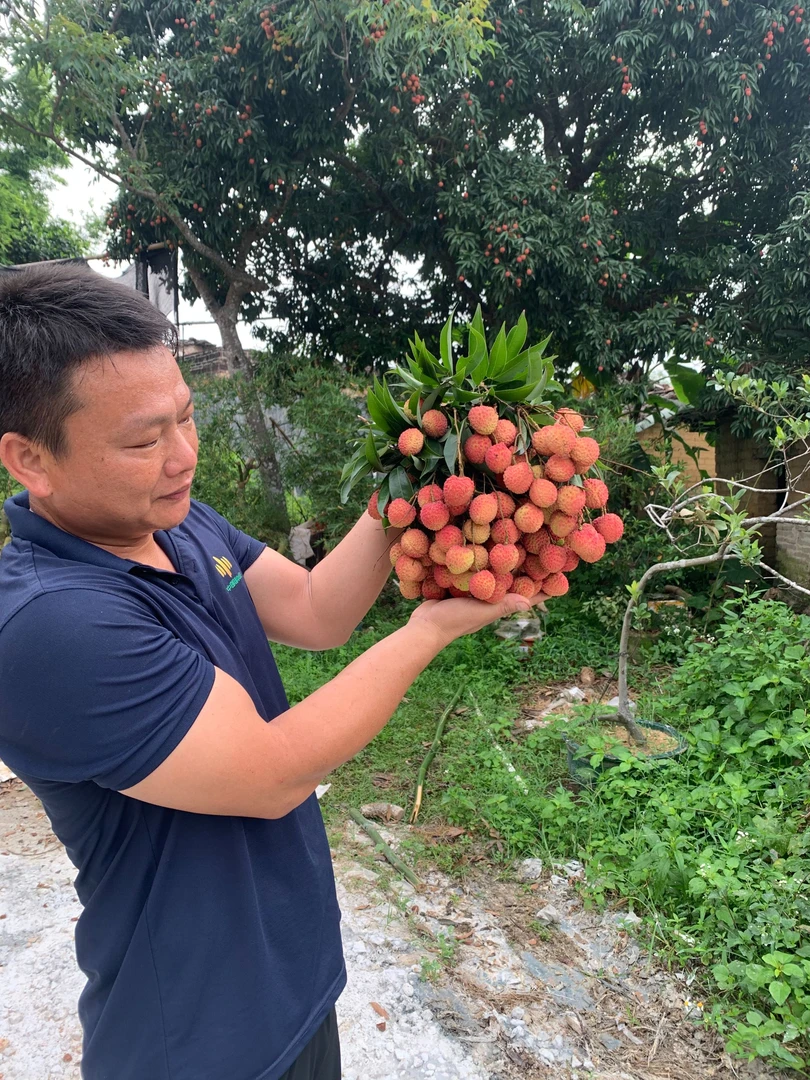 农村百年果树现摘7斤新鲜当季新鲜无打药荔枝果保鲜泡沫箱发货