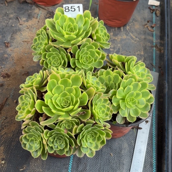 奶白多肉植物不包损851小棵3