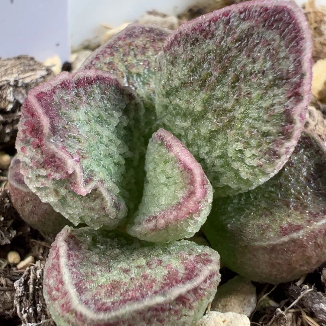 紫色围边冰晶颗粒款实生新品