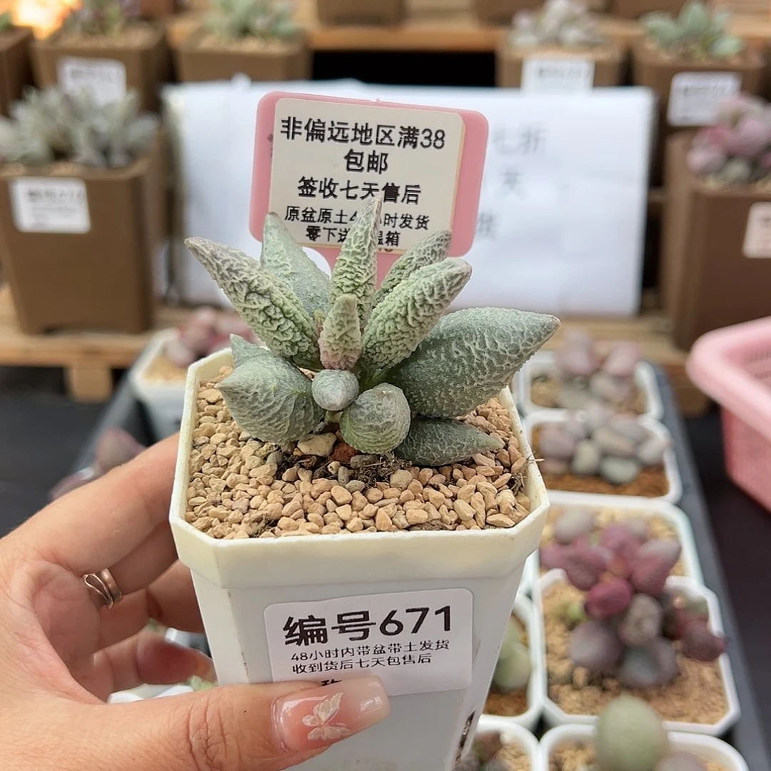 671融冰多肉植物