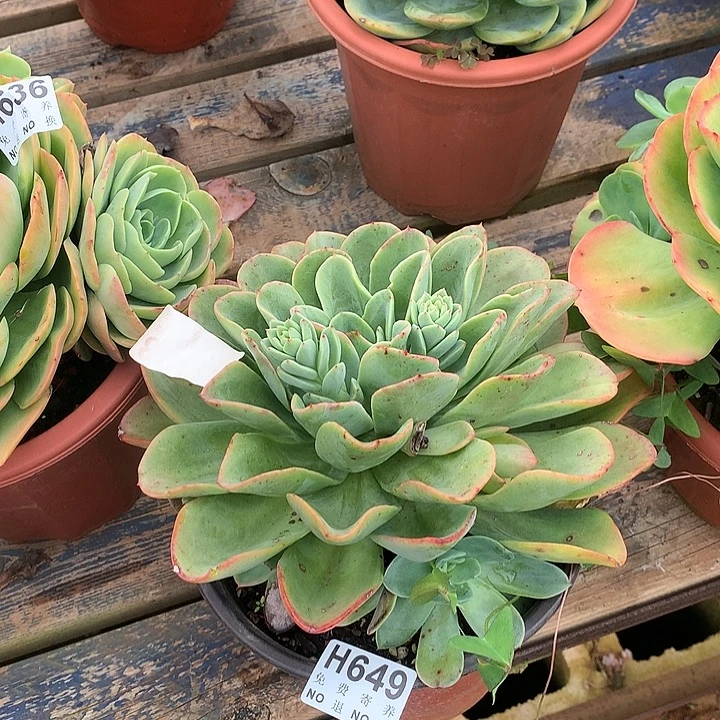 杂交大群 非偏远38包邮 节后发