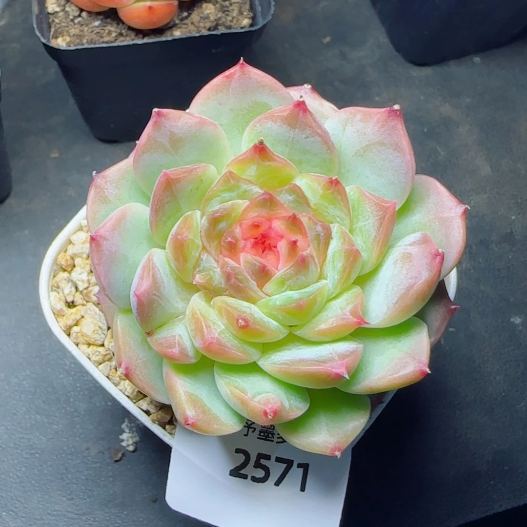 福利，2571多肉植物