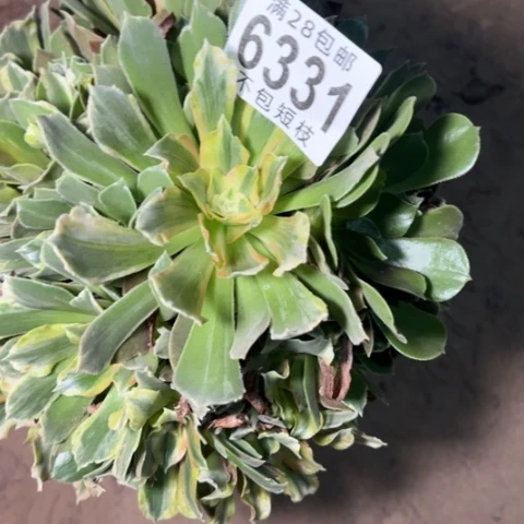 光辉多肉植物法师6331