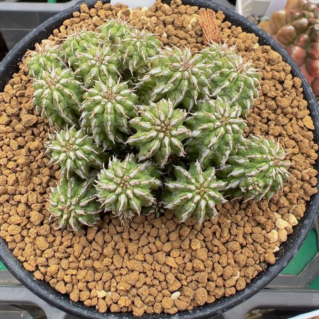 112实生根丰收大戟多肉植物带盆土