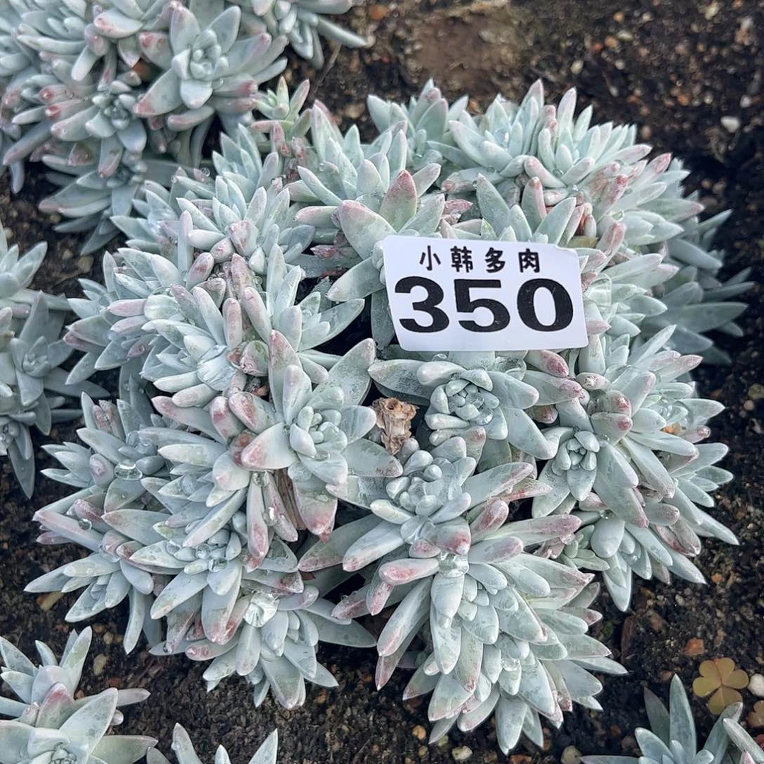 350白菊多肉植物一颗