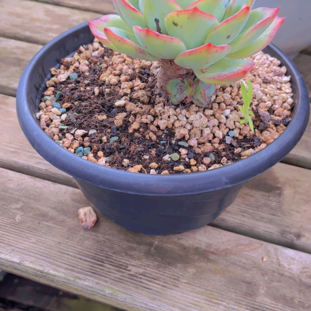 绿***风多肉植物保护研究所