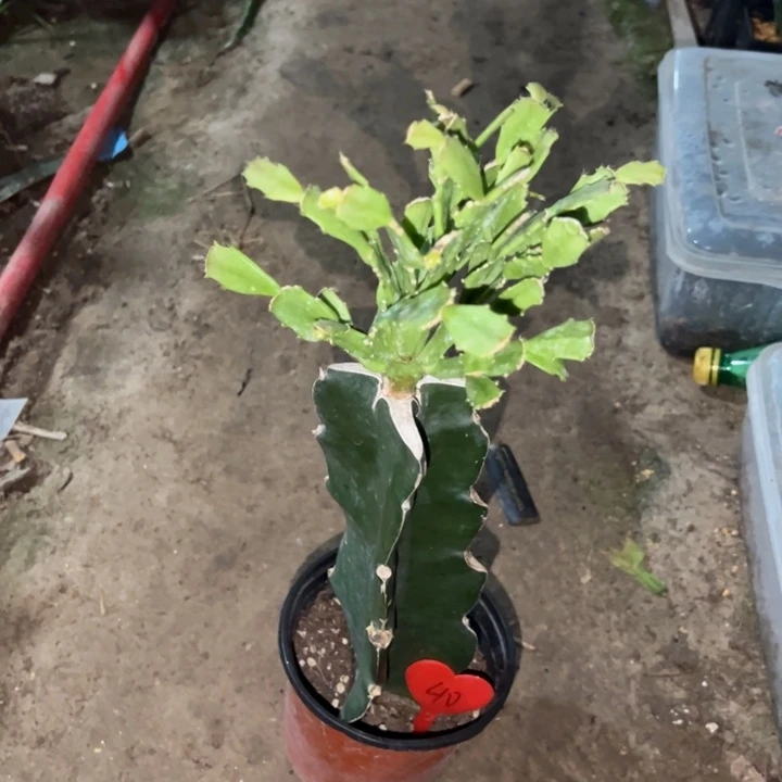 易***姐当前无花栽培后可以开花050  40