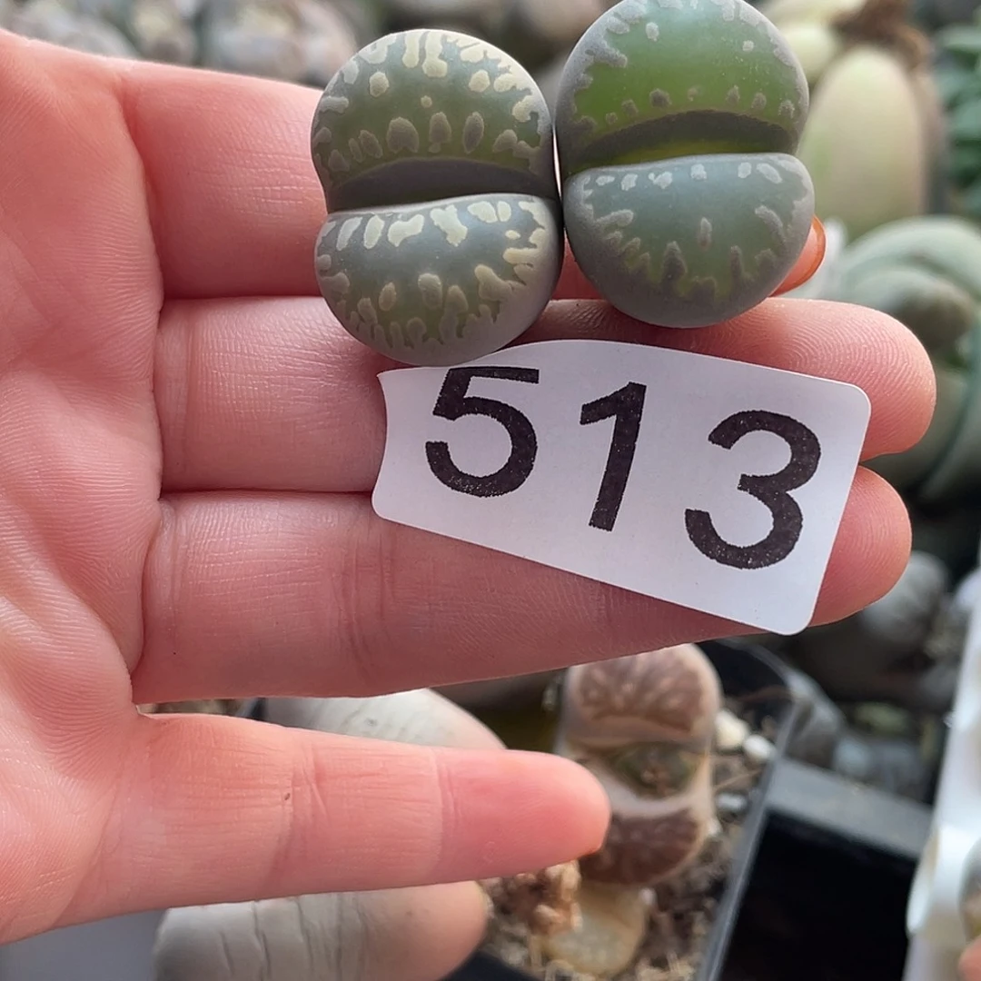 生石花2颗大牙5130000