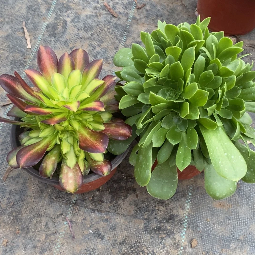 0092韶华绿玫瑰一组