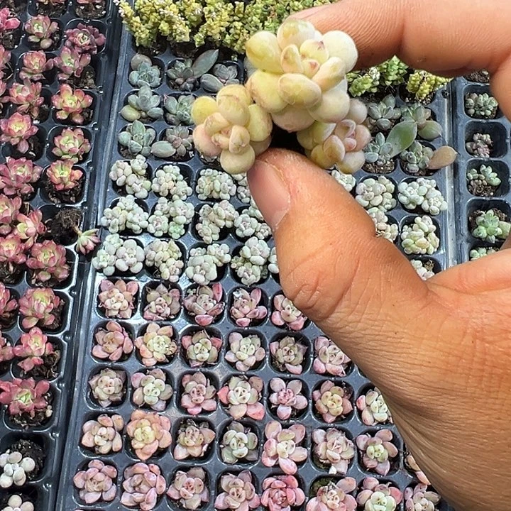 阳光玫瑰 满10颗包邮