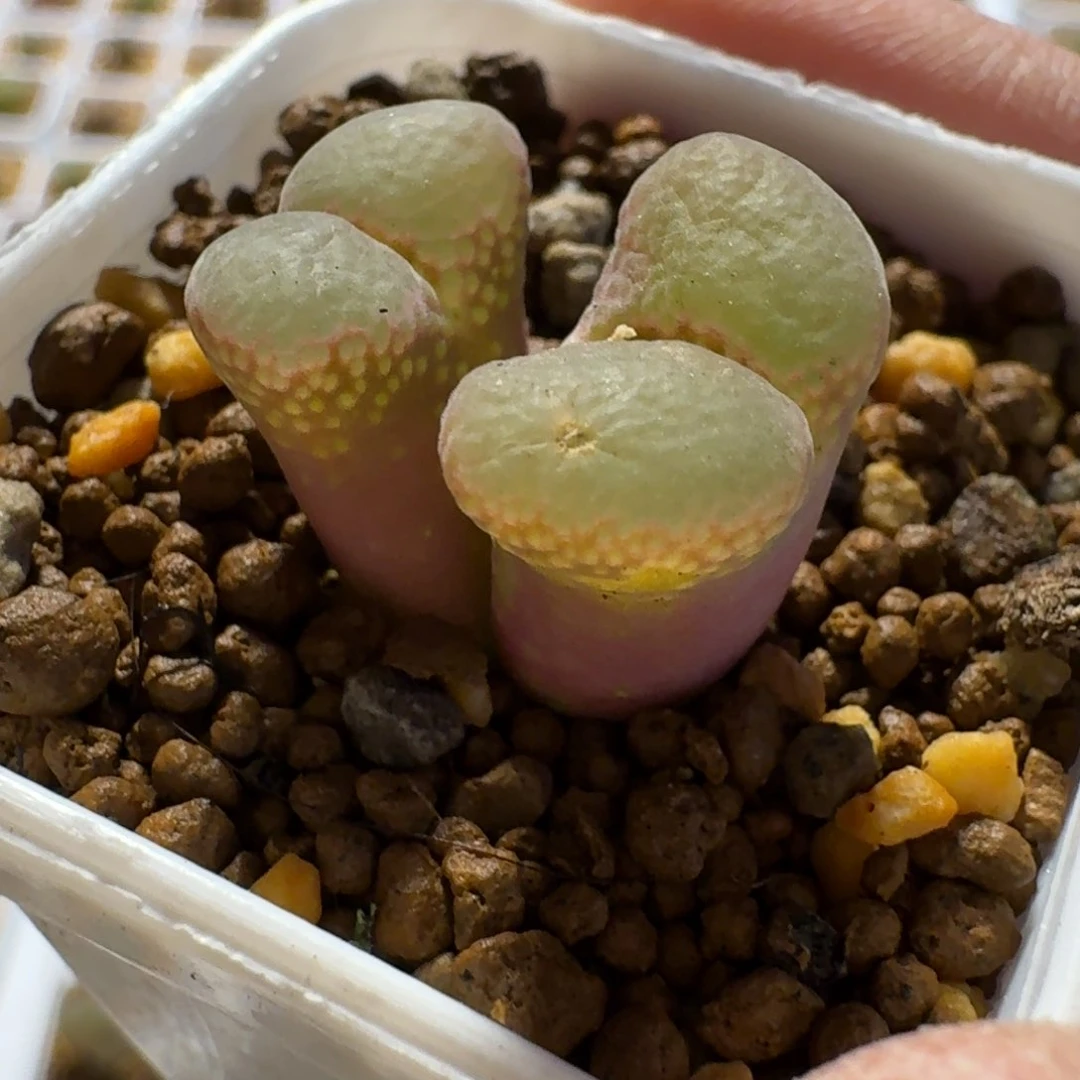 在*上多肉...............