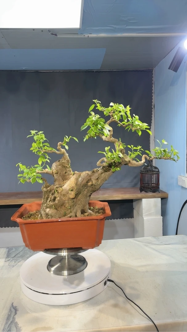 老桩矮霸小叶紫三角梅造型盆景