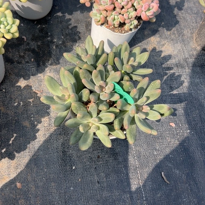 彩****多肉植物一物一拍