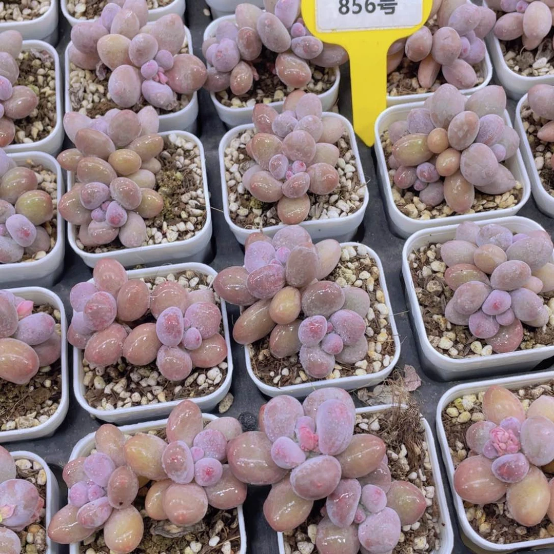 856号 丸叶水光奶酪双头起一个