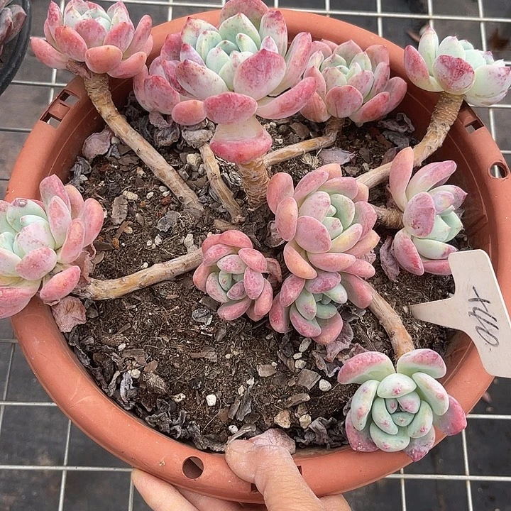 两单包邮，一物一拍望酥40