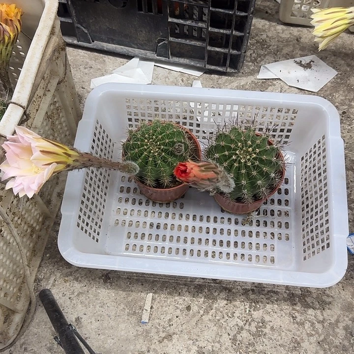 ᰔ****无花朵彩草哈哈哈哈哈哈