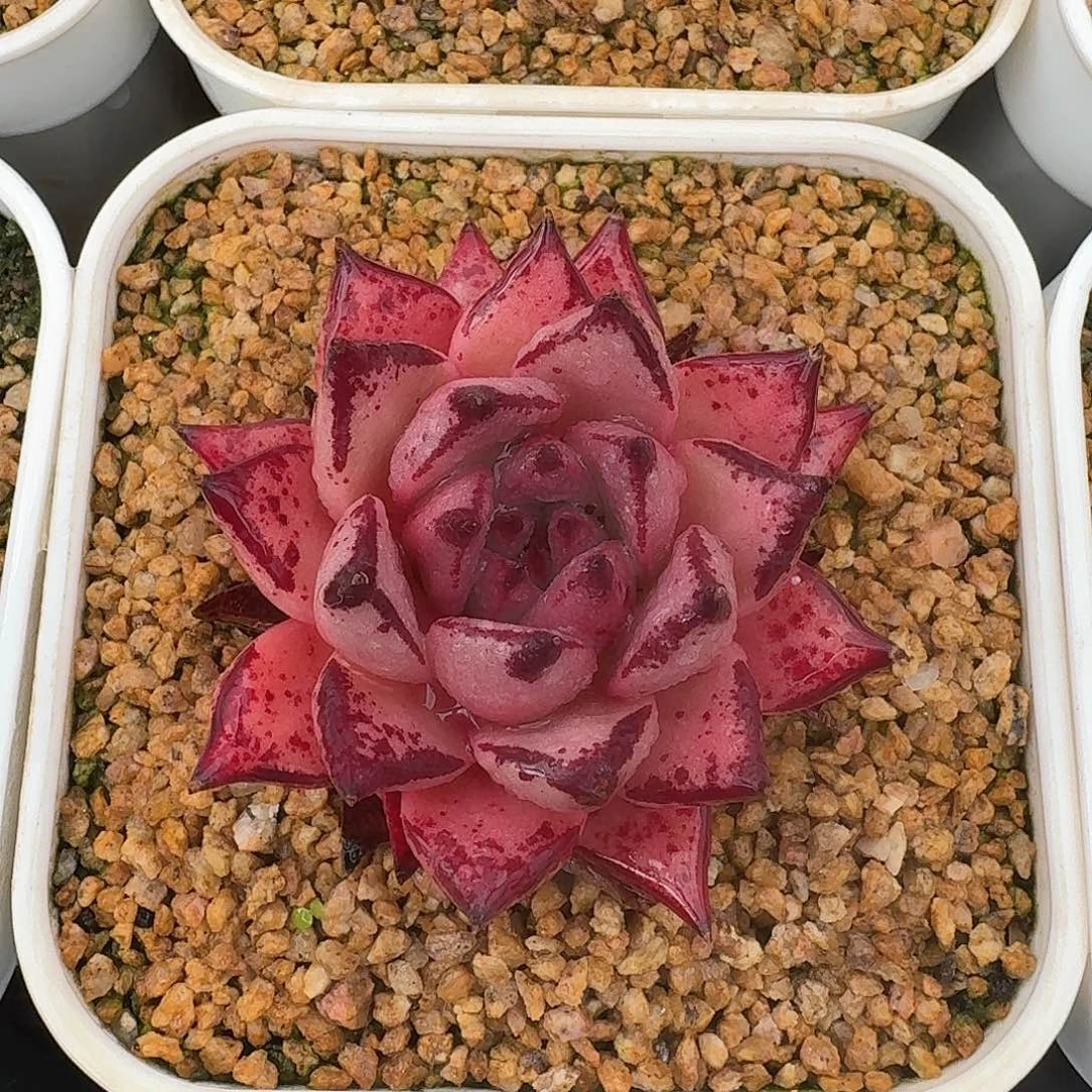 从前慢多肉编号血乌木