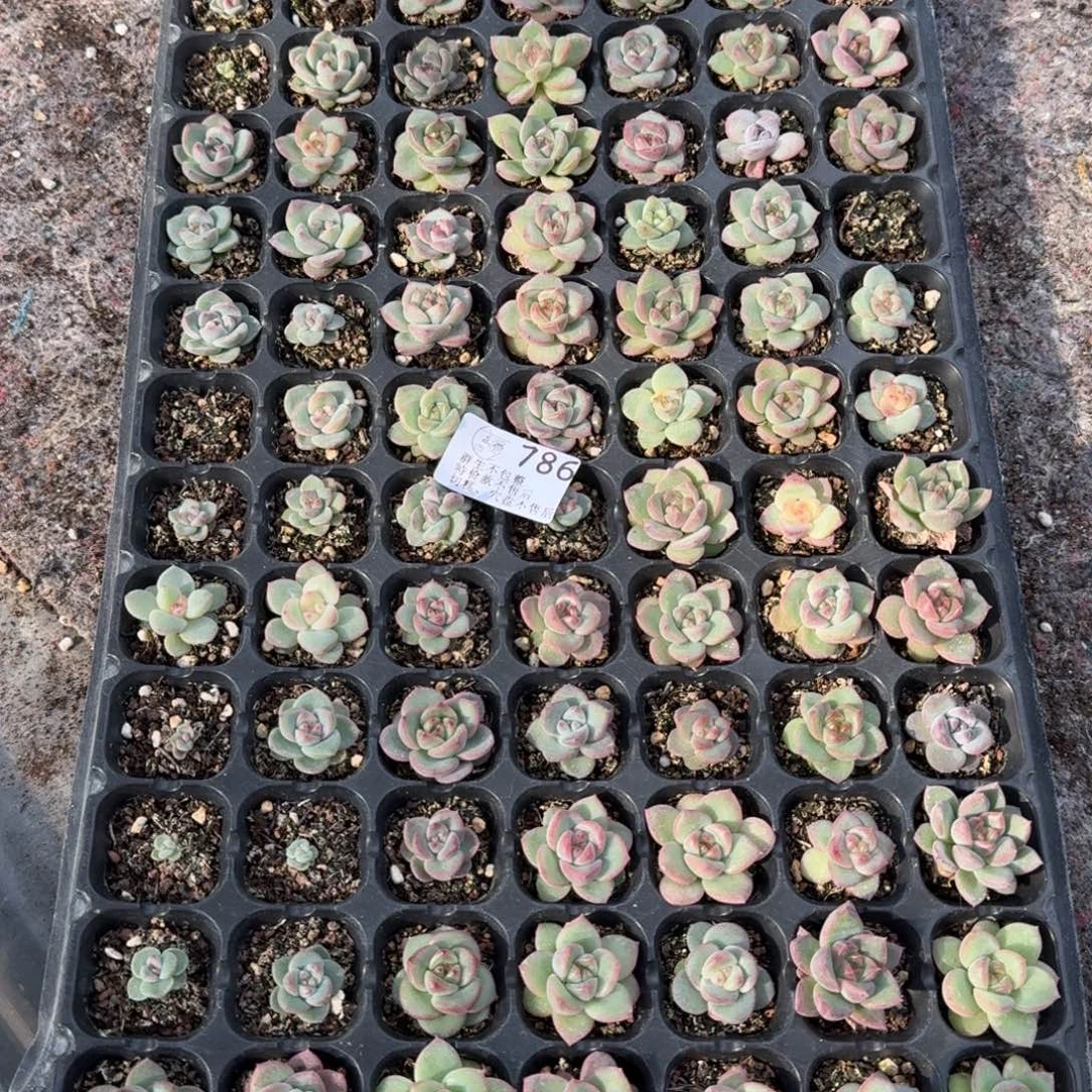 如图786播种麦芽糖一盘不售后的