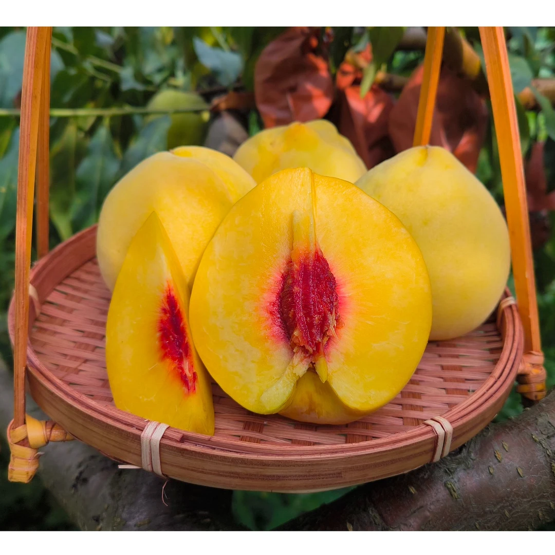 贵州高山黄桃现摘现发新鲜爆汁当季时令水果