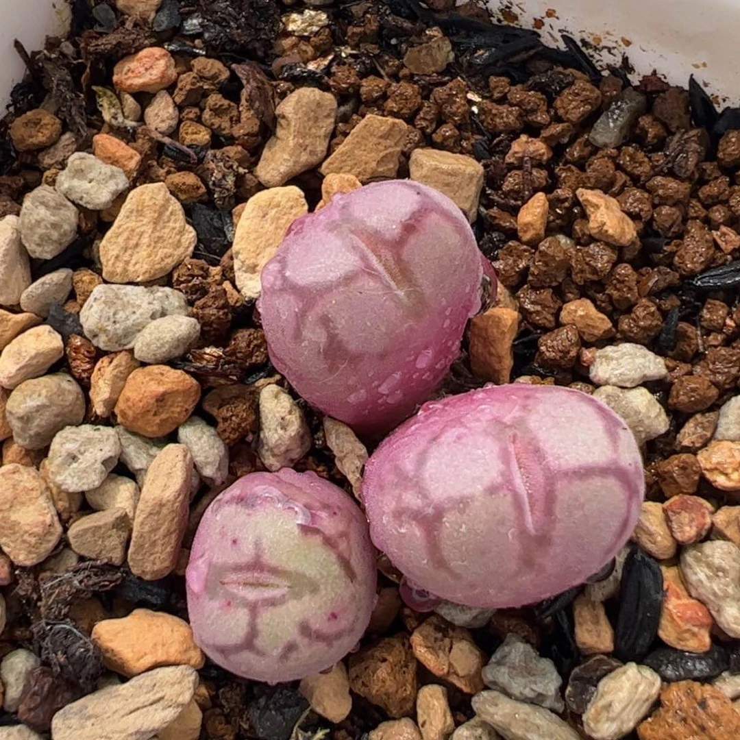 071多肉植物百科