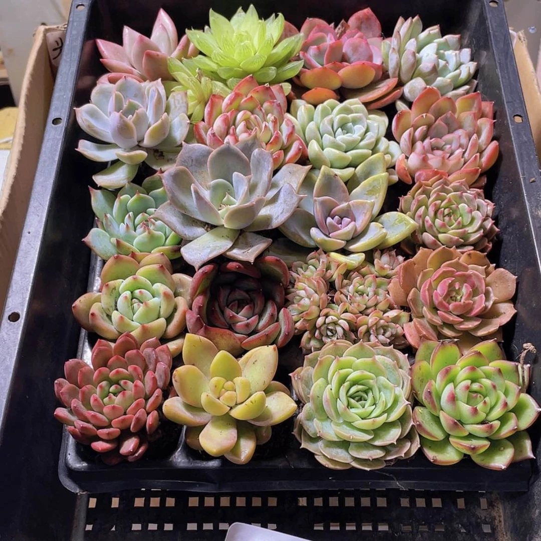 【闪购商品】20颗-5