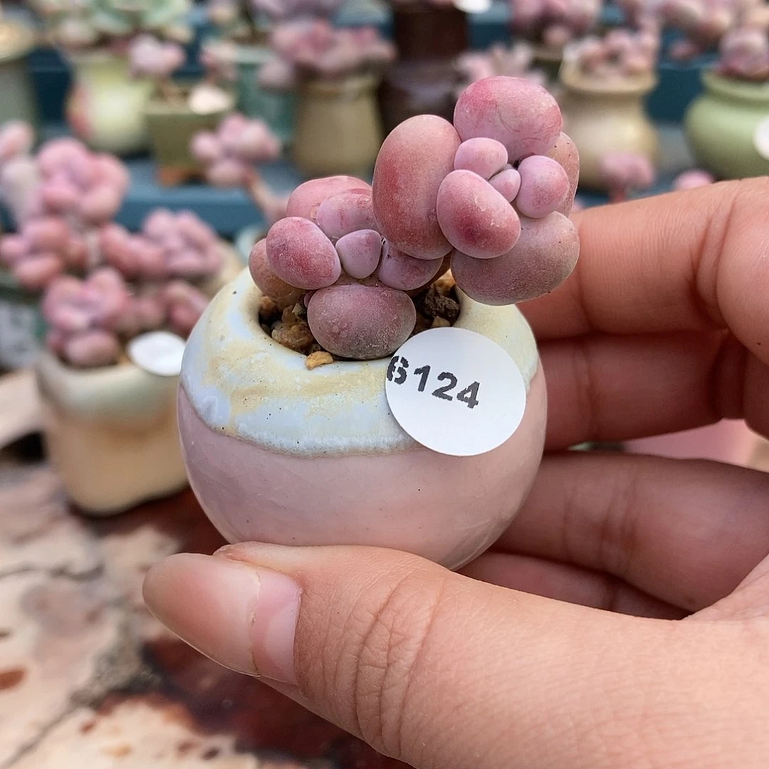 6124糖果腰子蛋带盆土