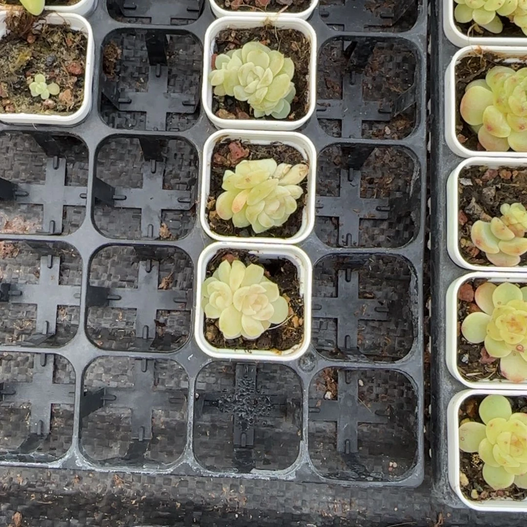 流光盆7床一个满25包邮